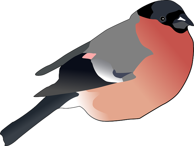 Free download Bird Male - Free vector graphic on Pixabay free illustration to be edited with GIMP free online image editor