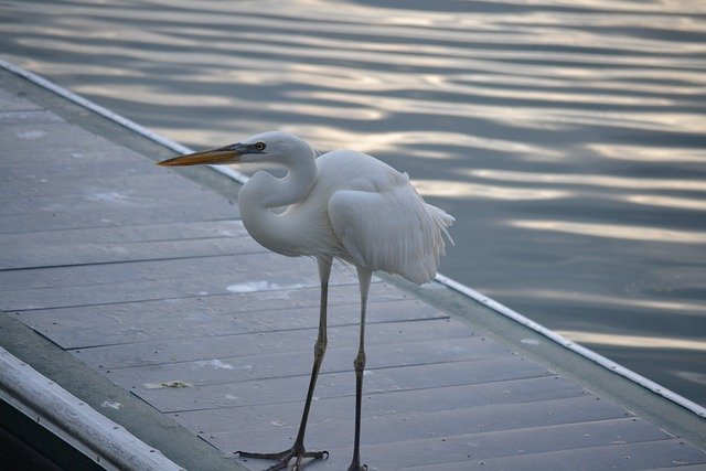 Free download bird marine ocean dock marina free picture to be edited with GIMP free online image editor