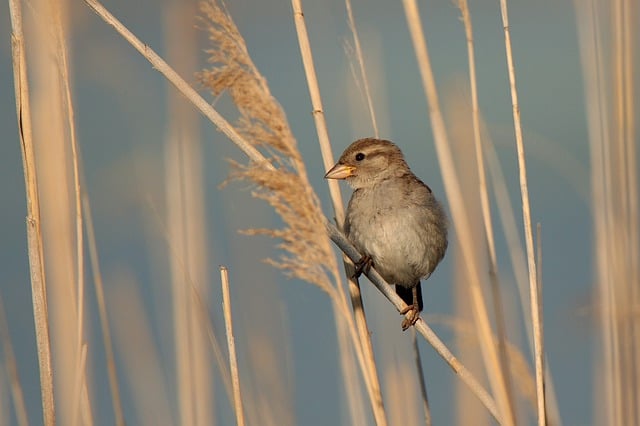 Kostenloser Download Vogel Natur Kolibri Tier kostenloses Bild zur Bearbeitung mit dem kostenlosen Online-Bildeditor GIMP