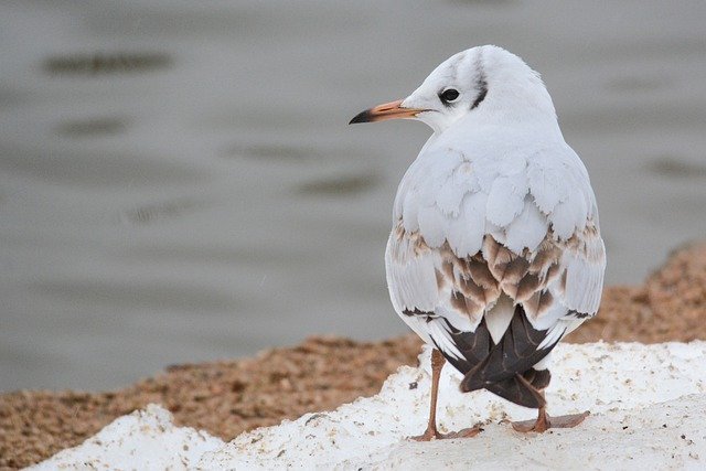 Free download bird nature snow lake portrait free picture to be edited with GIMP free online image editor