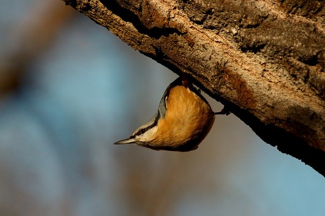 Free download bird nuthatch nature animal free picture to be edited with GIMP free online image editor