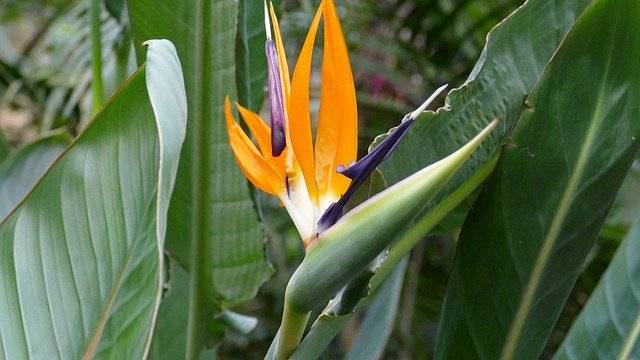 বিনামূল্যে ডাউনলোড করুন বার্ড অফ প্যারাডাইস ফ্লাওয়ার এক্সোটিক - বিনামূল্যে ছবি বা ছবি GIMP অনলাইন ইমেজ এডিটর দিয়ে সম্পাদনা করা হবে