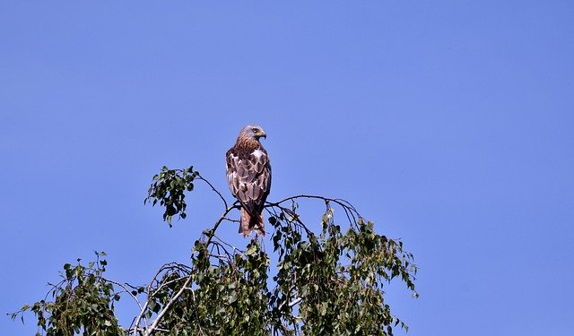 Download gratuito Bird Of Prey Red Kite - foto o immagine gratuita da modificare con l'editor di immagini online GIMP