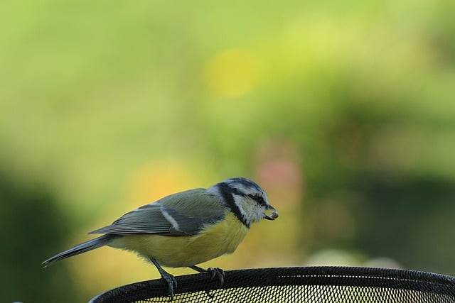 Free download bird ornithology blue tit songbird free picture to be edited with GIMP free online image editor