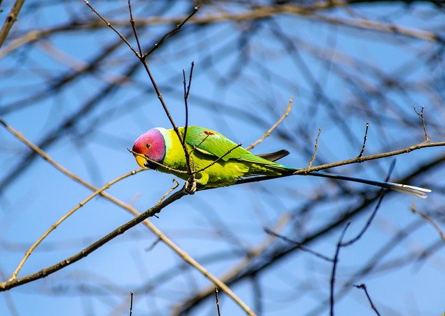 Free download bird ornithology parakeet species free picture to be edited with GIMP free online image editor