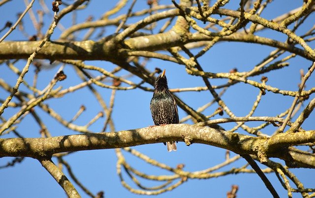 Free download bird ornithology starling species free picture to be edited with GIMP free online image editor