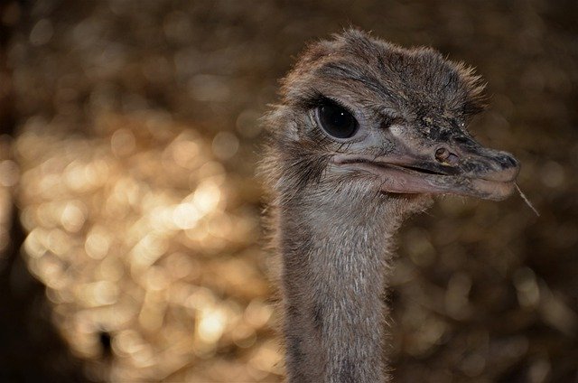 ດາວ​ໂຫຼດ​ຟຣີ ນົກ​ຊະ​ນິດ​ຕາ ostrich ornithology ຮູບ​ພາບ​ຟຣີ​ທີ່​ຈະ​ໄດ້​ຮັບ​ການ​ແກ້​ໄຂ​ທີ່​ມີ GIMP ຟຣີ​ບັນ​ນາ​ທິ​ການ​ຮູບ​ພາບ​ອອນ​ໄລ​ນ​໌​