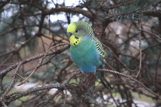 Free download bird parrot wavy parrot pine free picture to be edited with GIMP free online image editor