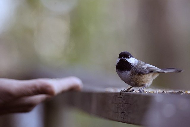 Free download bird perched tit animal feathers free picture to be edited with GIMP free online image editor