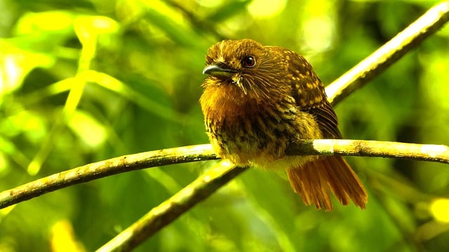 Kostenloser Download von Vogel-Barsch-Baum-Wald-Schnabel-kostenlosem Bild zur Bearbeitung mit dem kostenlosen Online-Bildeditor GIMP