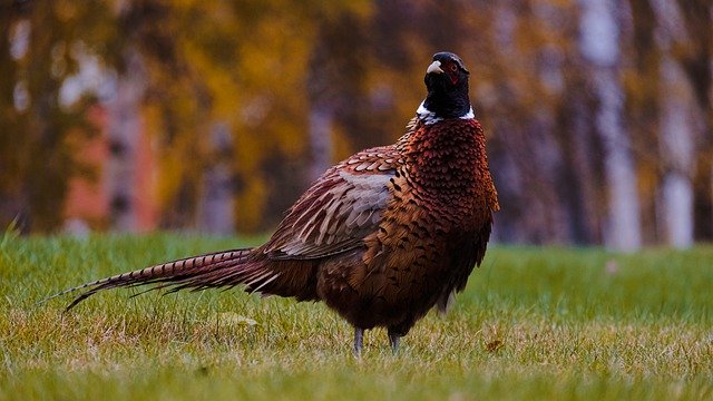 Free download bird pheasant grass autumn summer free picture to be edited with GIMP free online image editor