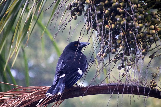 Free download bird pied currawong fog australian free picture to be edited with GIMP free online image editor