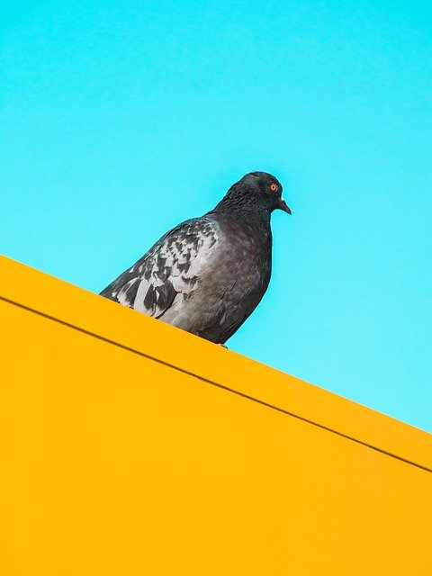 Free download bird pigeon city sky animal free picture to be edited with GIMP free online image editor