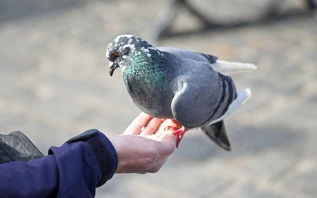 Muat turun percuma Bird Pigeon Hand - foto atau gambar percuma untuk diedit dengan editor imej dalam talian GIMP