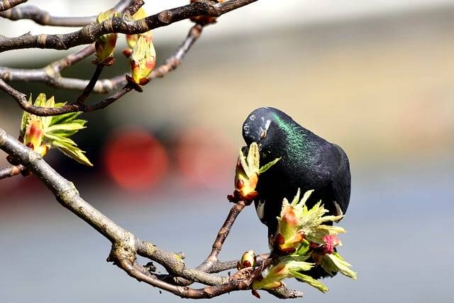 Free download bird pigeon ornithology species free picture to be edited with GIMP free online image editor