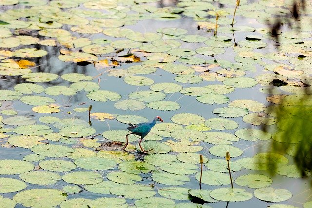 Free download bird pond wildlife sunset water free picture to be edited with GIMP free online image editor