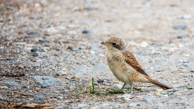 Free download bird red backed shrike female beak free picture to be edited with GIMP free online image editor