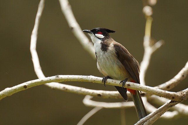 Free download Bird Red-Whiskered Bulbul -  free photo or picture to be edited with GIMP online image editor