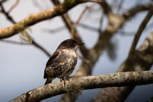 دانلود رایگان دیدار پرندگان stonechat عکس رایگان برای ویرایش با ویرایشگر تصویر آنلاین رایگان GIMP