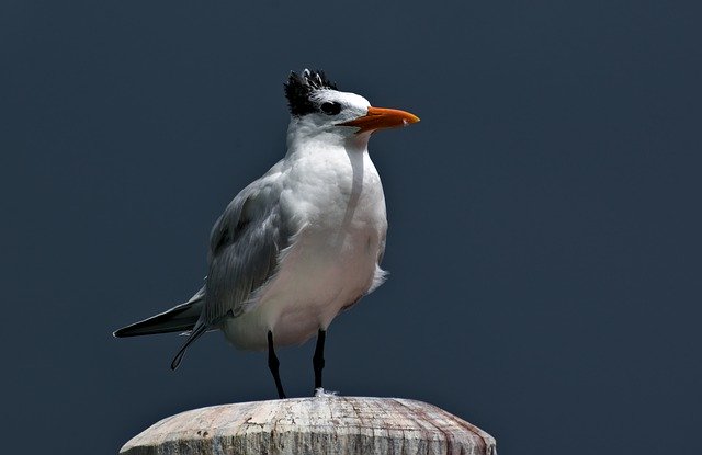 Free download bird royal tern sea wildlife free picture to be edited with GIMP free online image editor