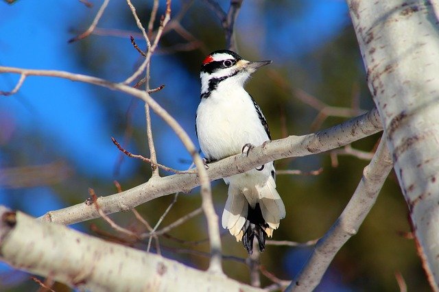 Birds Bird Watching Hairy Door Offidocs Voor Op Kantoor