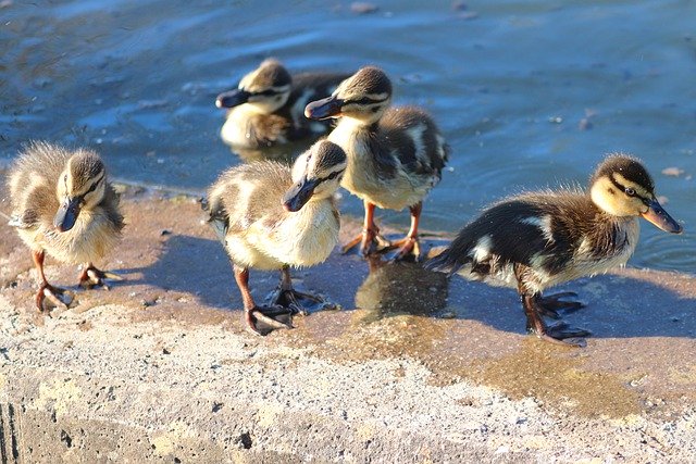 Free download birds ducklings ducks mallard free picture to be edited with GIMP free online image editor