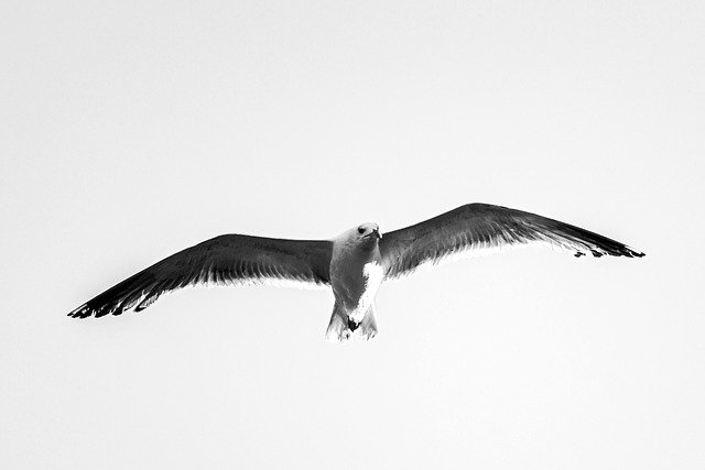 Free download bird seagull sky flight animal free picture to be edited with GIMP free online image editor