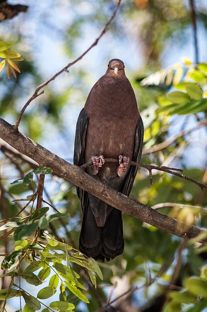 Free download birds el salvador nature trees free picture to be edited with GIMP free online image editor