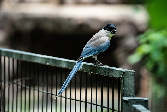 Free download birds grey magpie nature park free picture to be edited with GIMP free online image editor