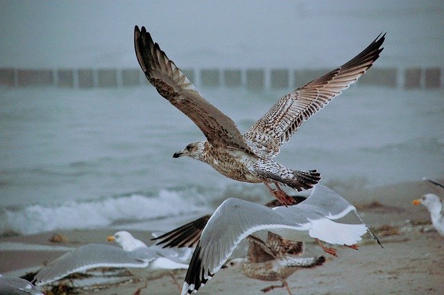 Free download birds gulls sea beach baltic sea free picture to be edited with GIMP free online image editor