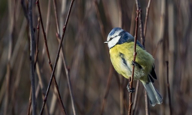 Free download bird sinitiainen winter branch sit free picture to be edited with GIMP free online image editor