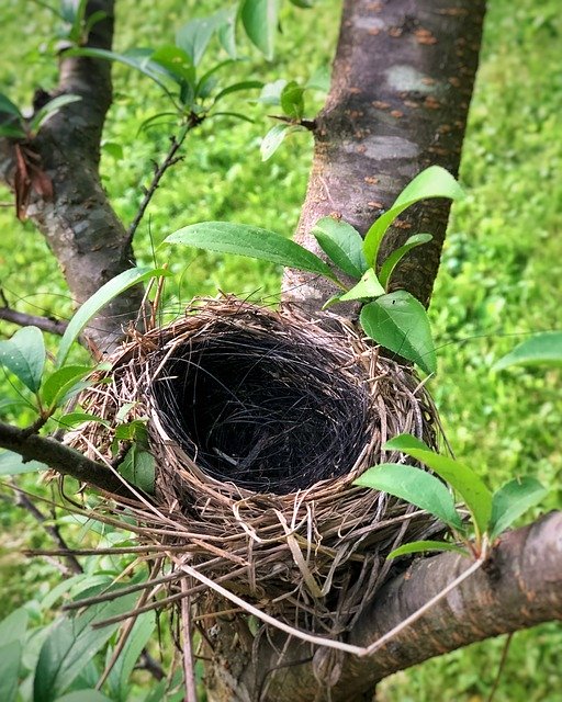 Kostenloser Download BirdS Nest Tree Nature - kostenloses Foto oder Bild zur Bearbeitung mit GIMP Online-Bildbearbeitung