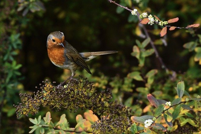 Free download bird songbird robin wildlife focus free picture to be edited with GIMP free online image editor