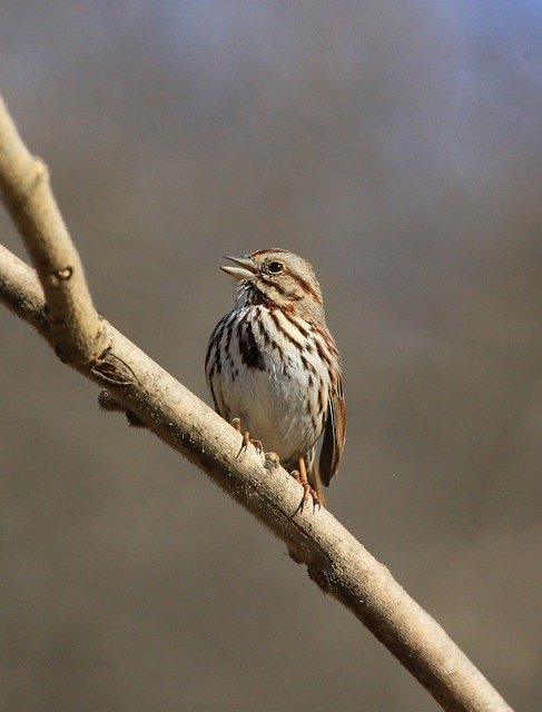 Free download bird songbird sing nature wildlife free picture to be edited with GIMP free online image editor