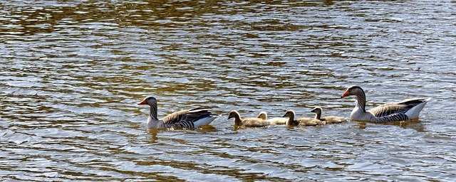 Free download birds ornithology geese species free picture to be edited with GIMP free online image editor