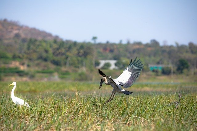 Free download birds ornithology wildlife species free picture to be edited with GIMP free online image editor