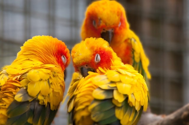 ດາວໂຫຼດຟຣີນົກ parakeets ornithology ຊະນິດພັນຮູບພາບທີ່ບໍ່ເສຍຄ່າເພື່ອແກ້ໄຂດ້ວຍ GIMP ບັນນາທິການຮູບພາບອອນໄລນ໌ຟຣີ