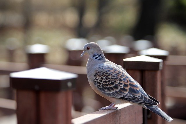 Free download birds pigeon turtle dove ringdove free picture to be edited with GIMP free online image editor