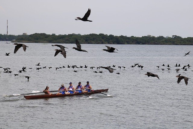 Free download birds rowing lake boat water free picture to be edited with GIMP free online image editor