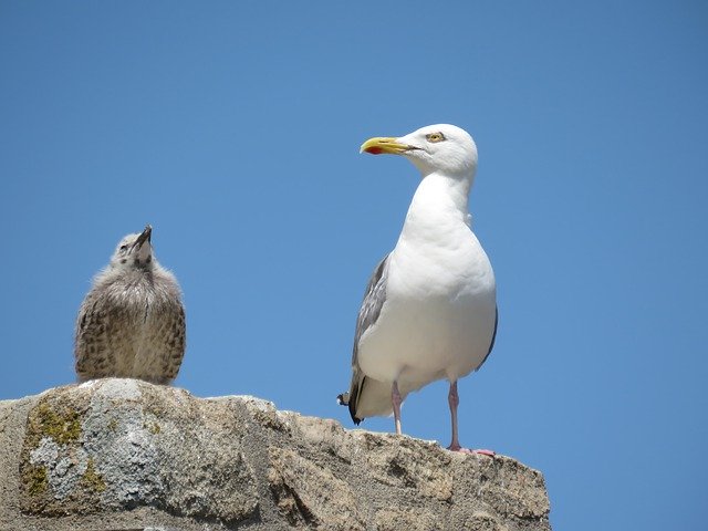 Kostenloser Download Birds Seagulls Petit - kostenloses Foto oder Bild zur Bearbeitung mit GIMP Online-Bildbearbeitung