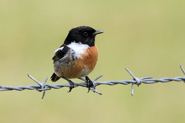 Free download bird stonechat feathers plumage free picture to be edited with GIMP free online image editor