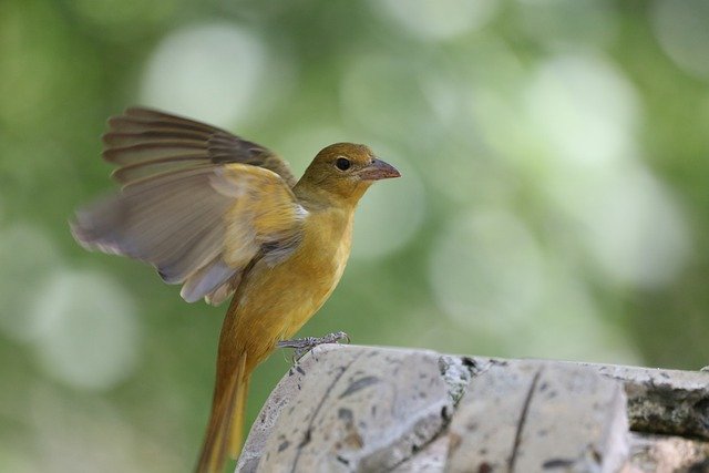 Free download bird summer tanager female wildlife free picture to be edited with GIMP free online image editor