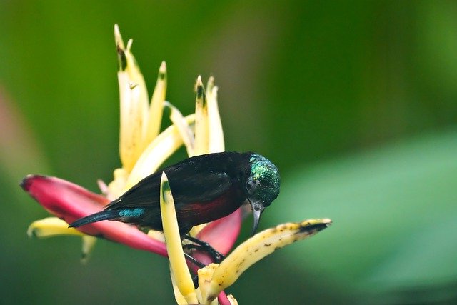 Free download bird sunbird ornithology wildlife free picture to be edited with GIMP free online image editor