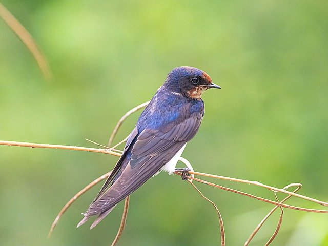 Free download bird swallow wings feathers branch free picture to be edited with GIMP free online image editor