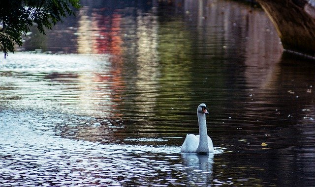 Free download bird swan ornithology nature water free picture to be edited with GIMP free online image editor