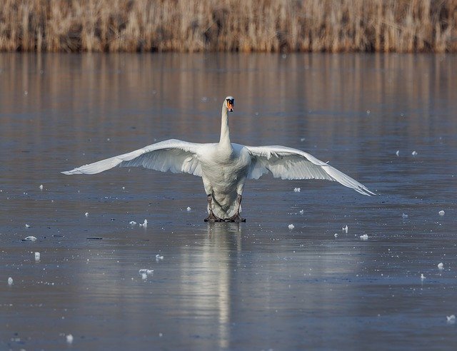 Free download bird swan river ornithology free picture to be edited with GIMP free online image editor