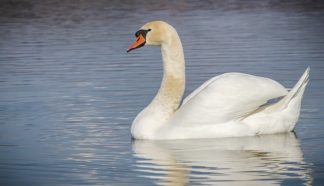 Baixe gratuitamente a imagem gratuita do lago da vida selvagem do pássaro aquático do cisne do pássaro a ser editada com o editor de imagens on-line gratuito do GIMP