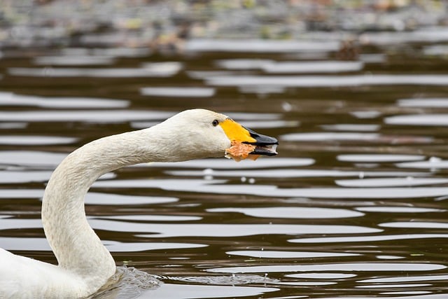 Free download bird swan whooper swan food bread free picture to be edited with GIMP free online image editor