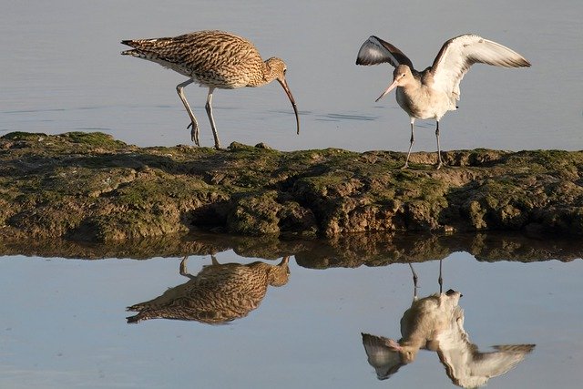 Free download birds waterbirds river wader free picture to be edited with GIMP free online image editor