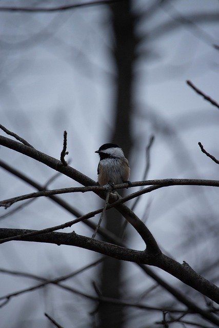 Free download bird tree chickadee animal free picture to be edited with GIMP free online image editor